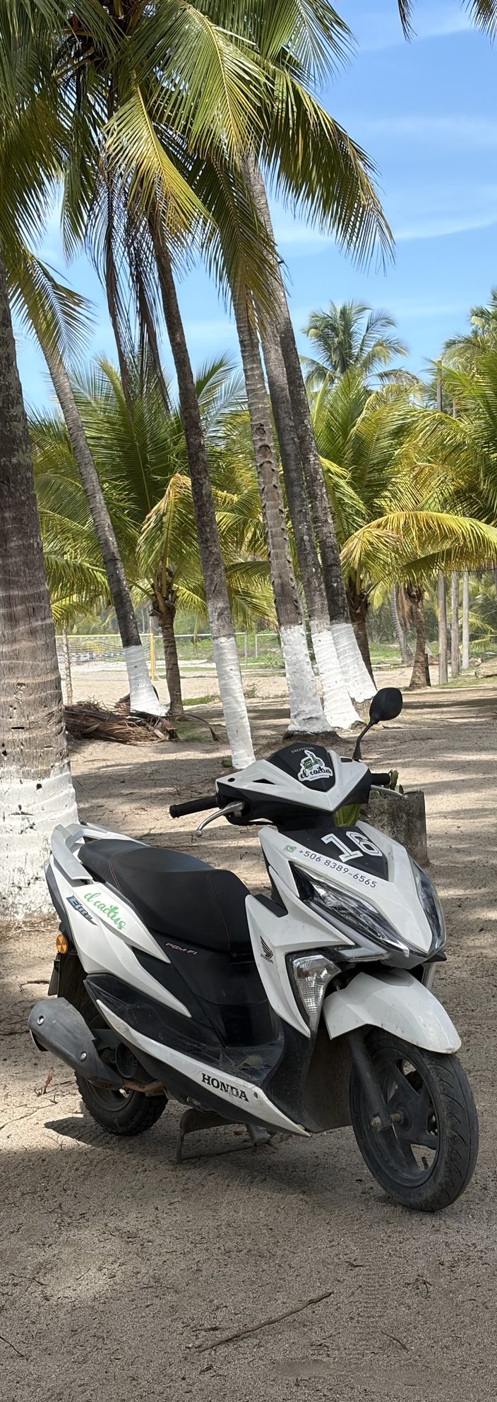 Cactus scooter parked under palm trees